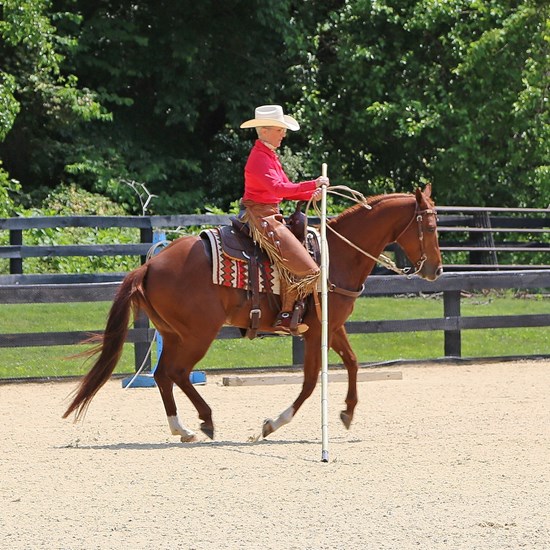 "Stephanie Jennings Working Equitation.jpeg"